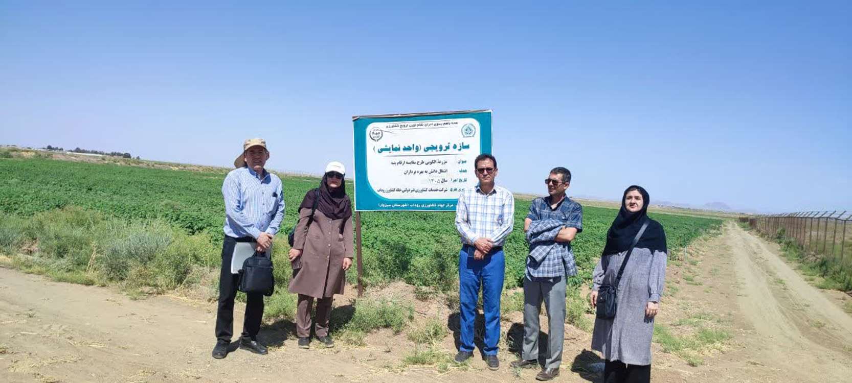 مزارع الگویی پنبه 